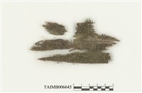 藏品(鞭蘚屬)的圖片